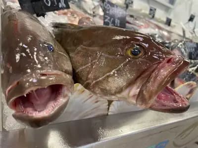 Balkan Fish - Балкан Фиш