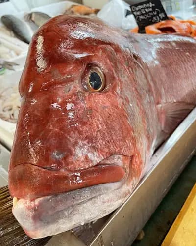 Balkan Fish - Балкан Фиш
