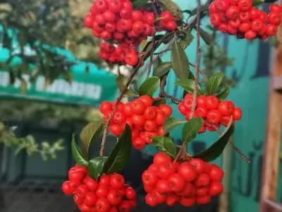 Игрище Орландовци