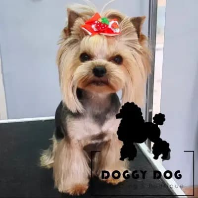 Grooming Studio & Boutique Doggy Dog / Груминг студио & Бутик Доги Дог
