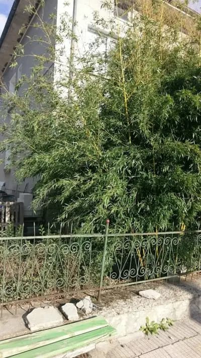Къща за гости Гешеви - Баня Карловско