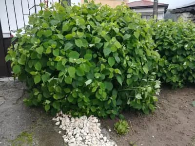 Къща Христини