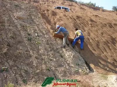 Озеленяване и производство на декоративна растителност от Флорекс ЕООД