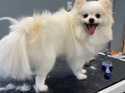 Petbarber