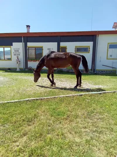 Конна База "Изабела"