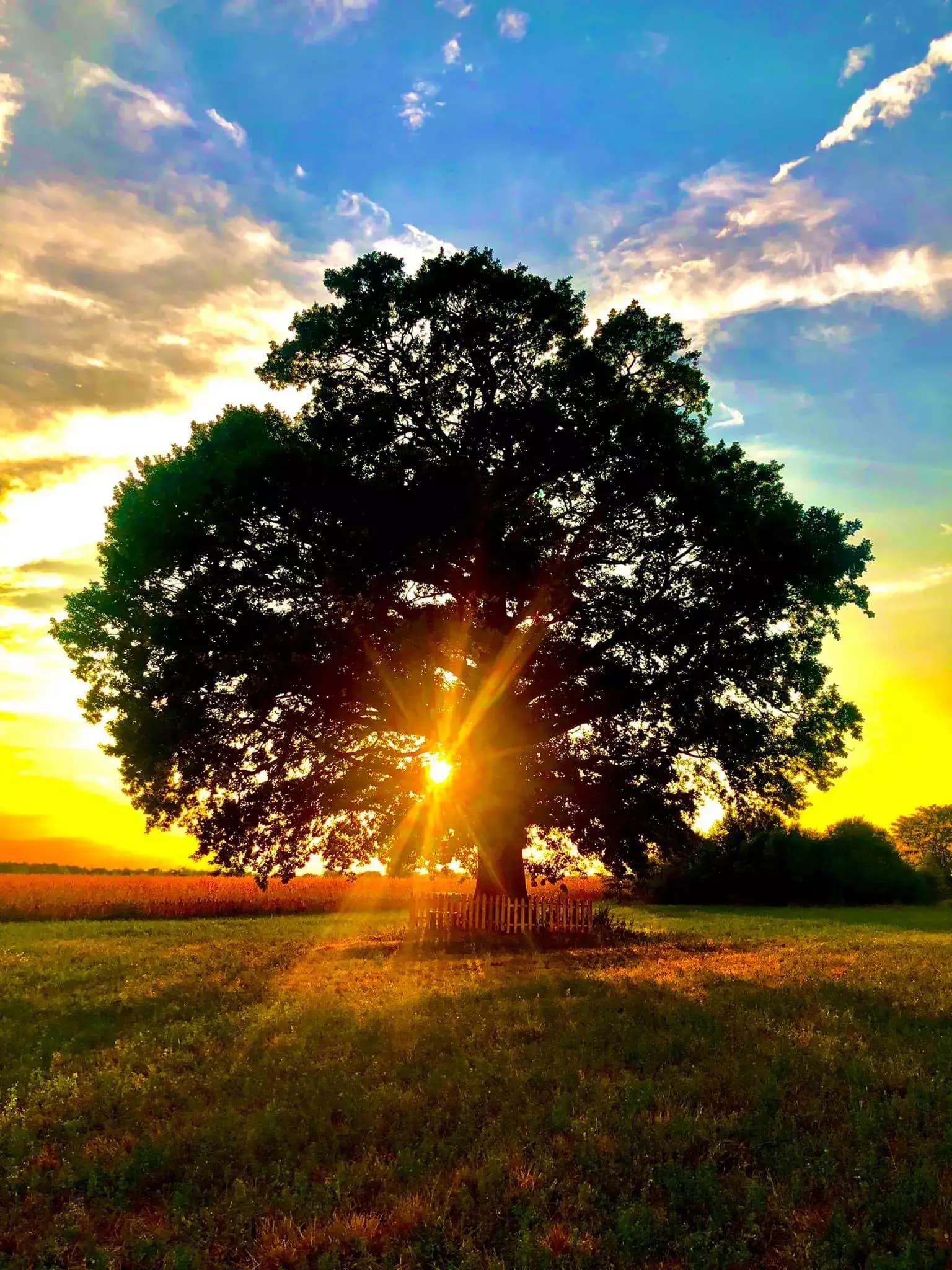 Вековен дъб с.Милковица