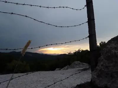 Каменни гъби