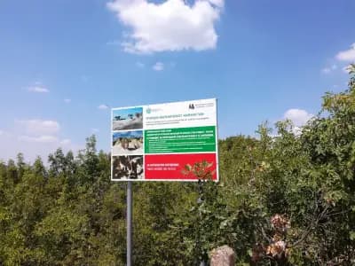 Каменни гъби