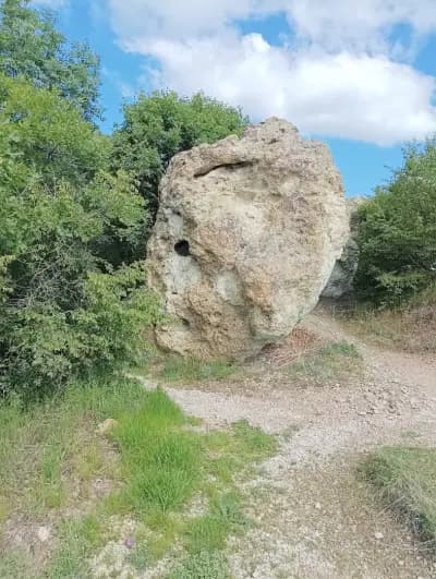 Каменни гъби