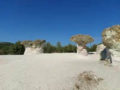Каменни гъби