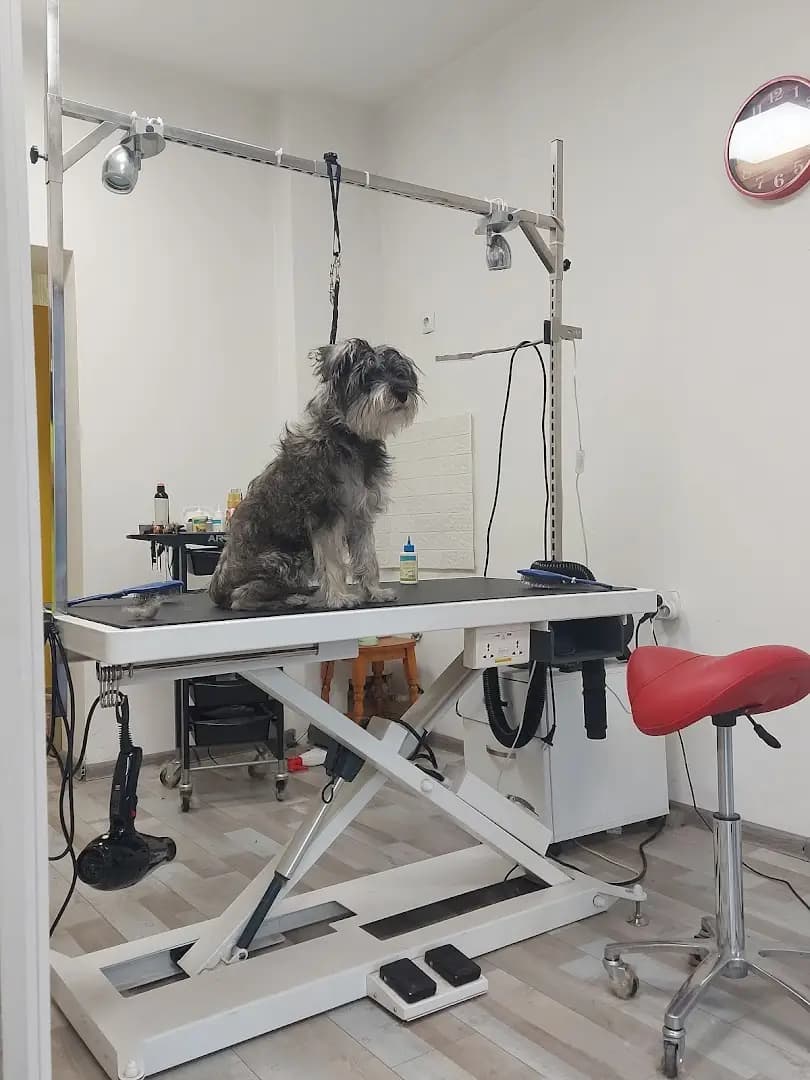 Груминг и СПА салон PET PAWS