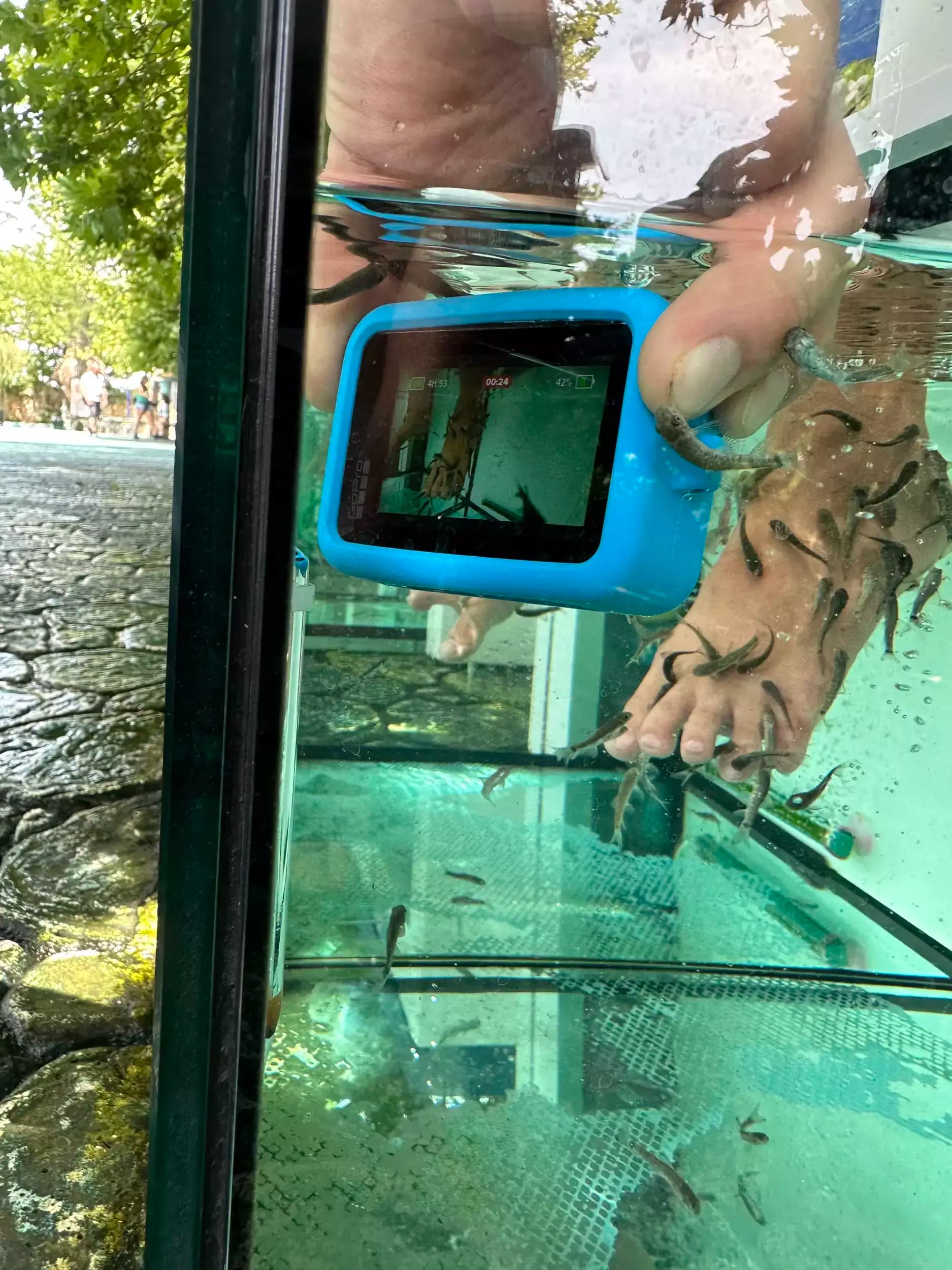 Fish Spa