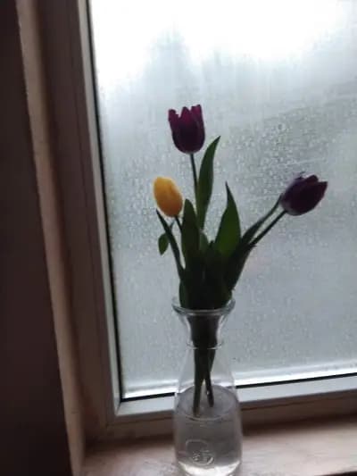 Червеното