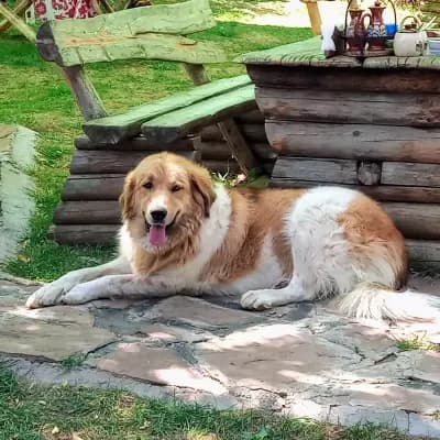 Механа „Бабино ханче“