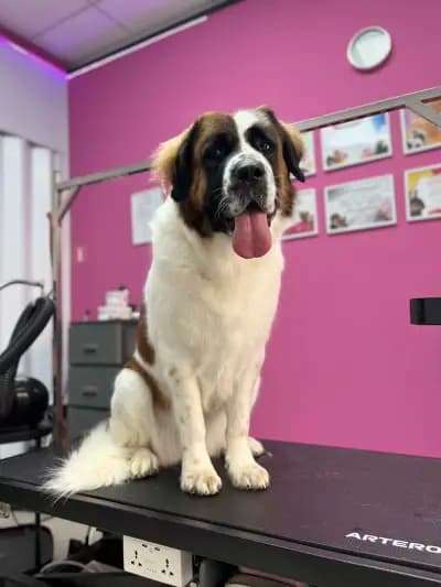 Груминг салон "White Dog" І Рязане на нокти І Почистване на уши и зъбен камък І Къпане І Сушене І Подстригване