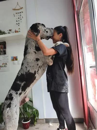 Груминг салон "White Dog" І Рязане на нокти І Почистване на уши и зъбен камък І Къпане І Сушене І Подстригване
