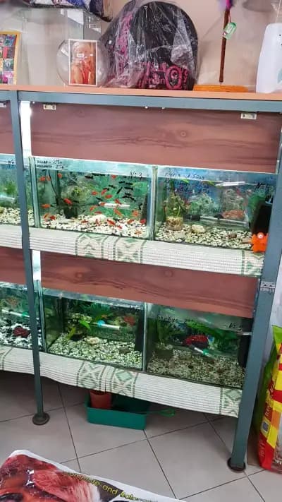 Аптека "Марешки"