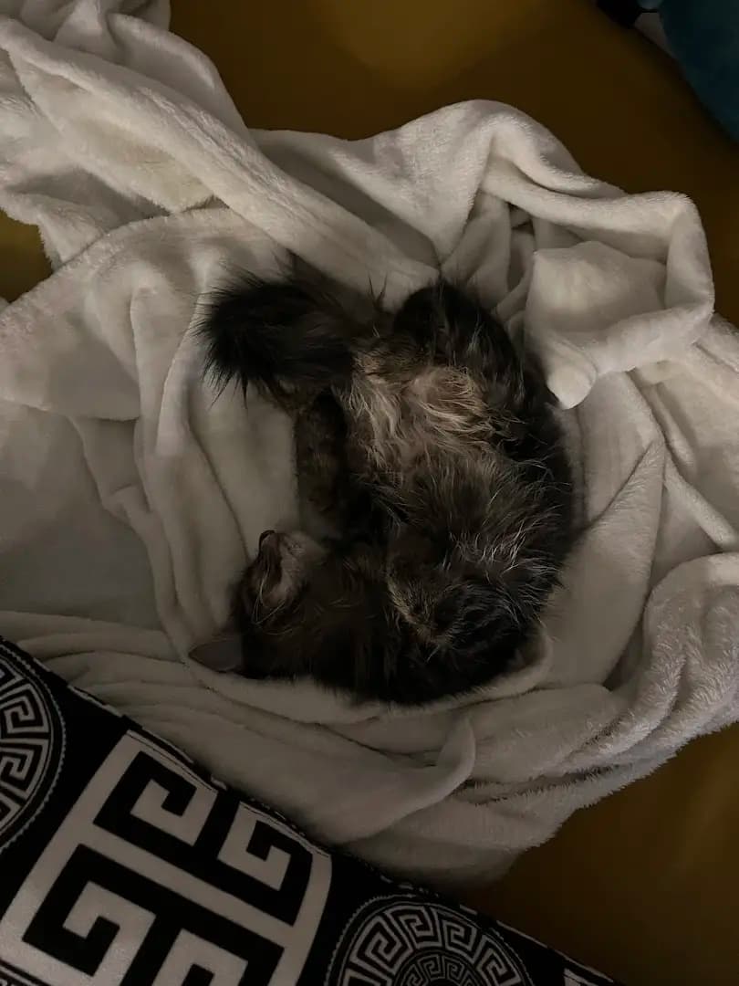 Ветеринарен кабинет Animal GP - Д-р Антон Стойнев