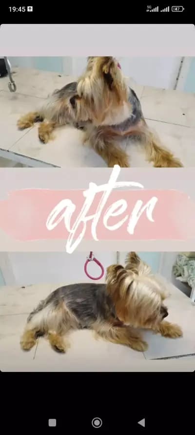 Ветеринарен кабинет Wild Pet