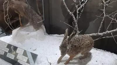 Природонаучен музей на Котел