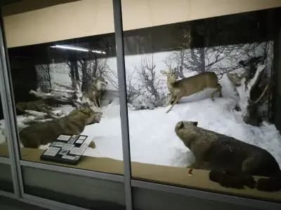Природонаучен музей на Котел