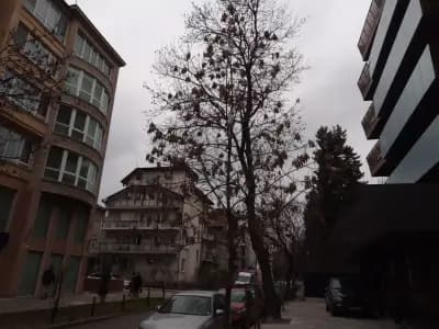 Спайдър спорт