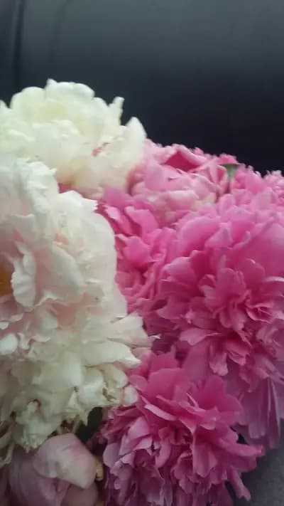 Бензиностанция Ал и Ко