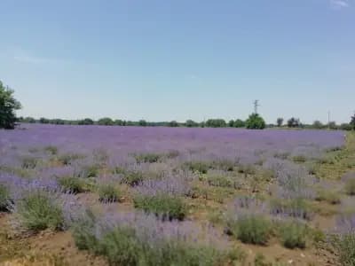 Лукойл