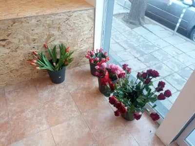 Магазин за цветя Теди