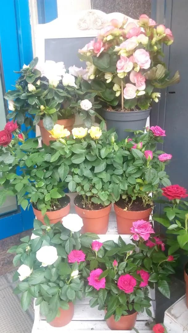 Flora Rose Design