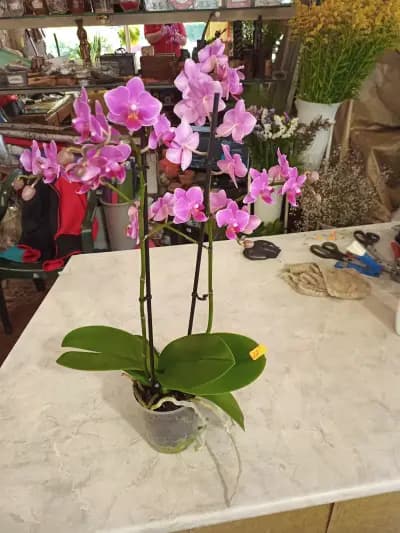 Бутик Флоранс София, Лозенец