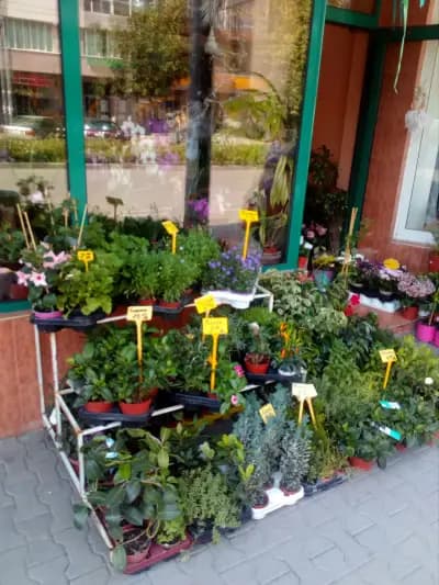 МАГАЗИН ЗА ЦВЕТЯ ФЛОРА