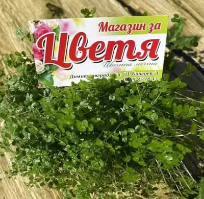 Бутик за цветя - Цветна Мечта