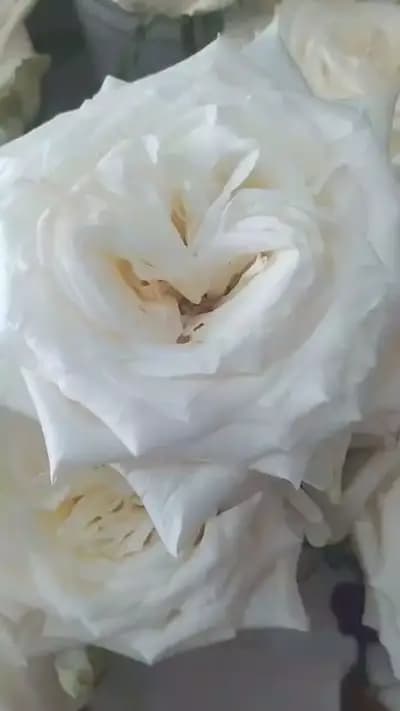 Fantasia Flower Shop Sunny Beach-Доставка