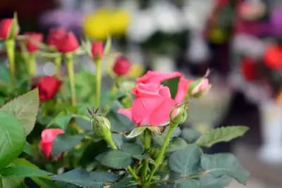 Цветя Свети Влас