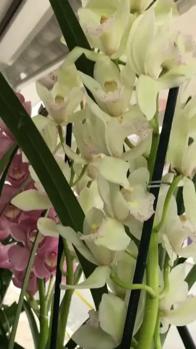 Цветя-Цветы -Магазин за цветя Свети Влас-Fantasia-Flower And Gift Shop