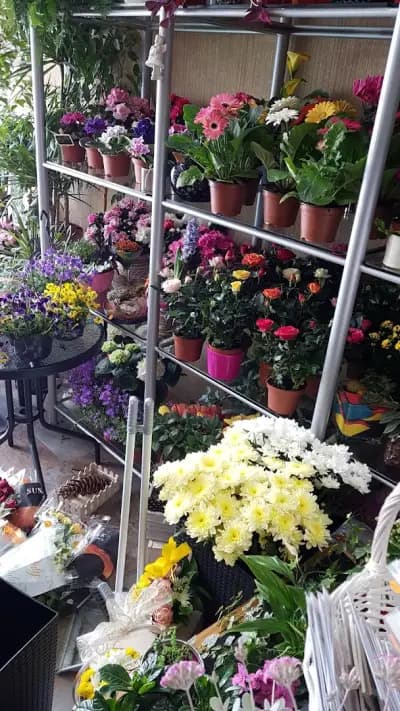 The Flowers Of Kleopatra Kai