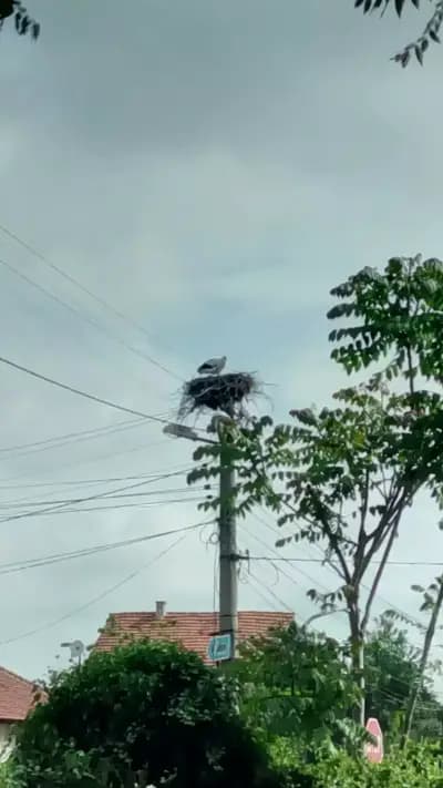 Кметство Ряхово