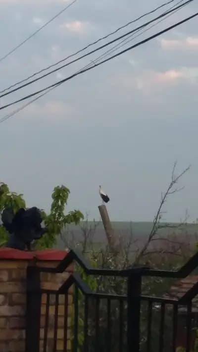 Кметство Ново Село