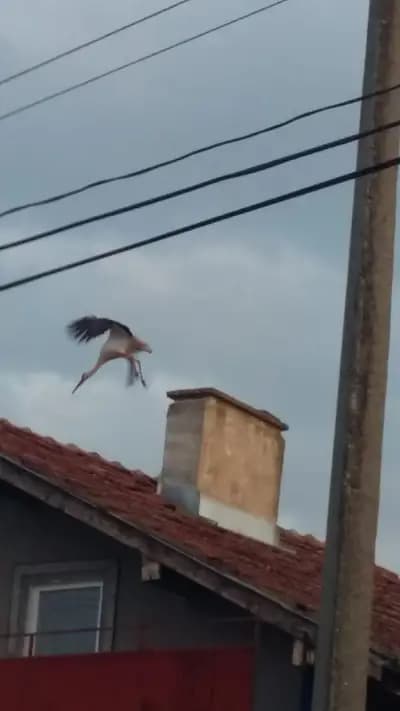 Кметство Ново Село