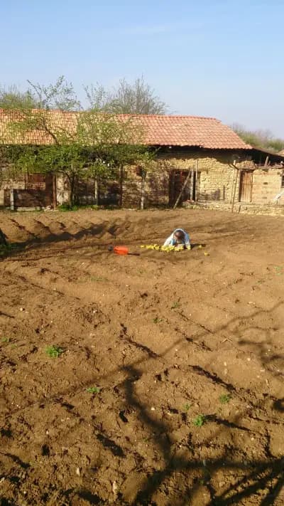 Кметство Коевци