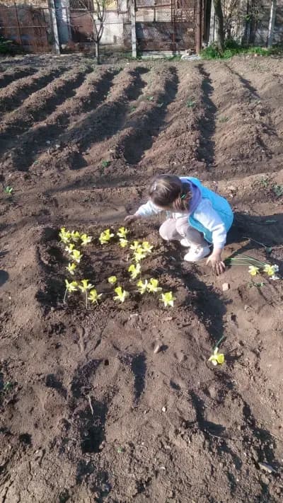 Кметство Коевци