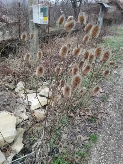 КМЕТСТВО ИДИЛЕВО