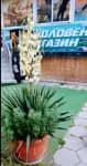 Снимка