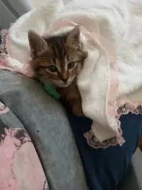 Мариана Джонкина