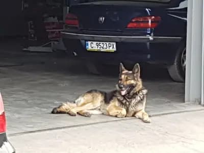 Ауто Мастър Сервиз ООД