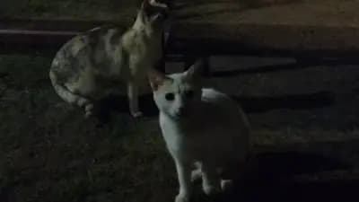 Имоти Виктория