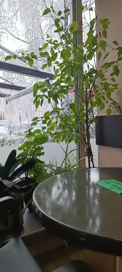Сладкарница Роза