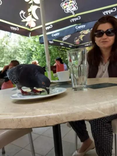 Сладкарница Пчела Бели брези