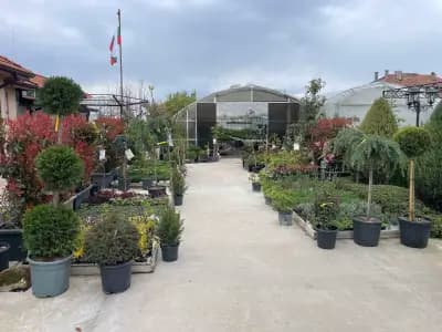 Ivis Garden